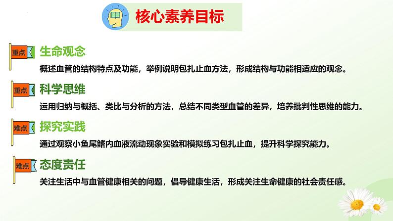 3.2.1  血液循环系统的组成（二、血管）课件-2024-2025学年七年级生物下册（冀少版2024）第3页