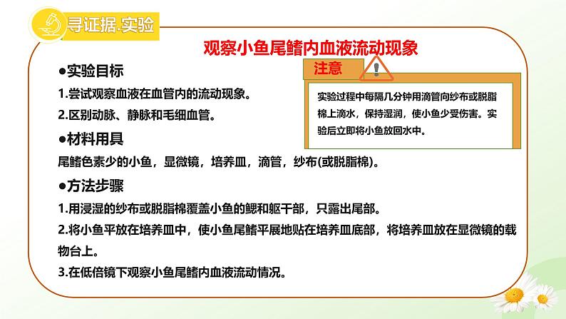 3.2.1  血液循环系统的组成（二、血管）课件-2024-2025学年七年级生物下册（冀少版2024）第4页