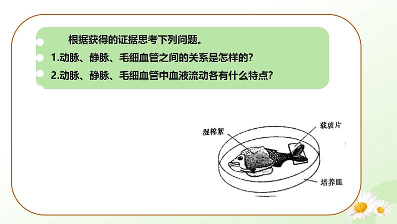 3.2.1  血液循环系统的组成（二、血管）课件-2024-2025学年七年级生物下册（冀少版2024）第5页