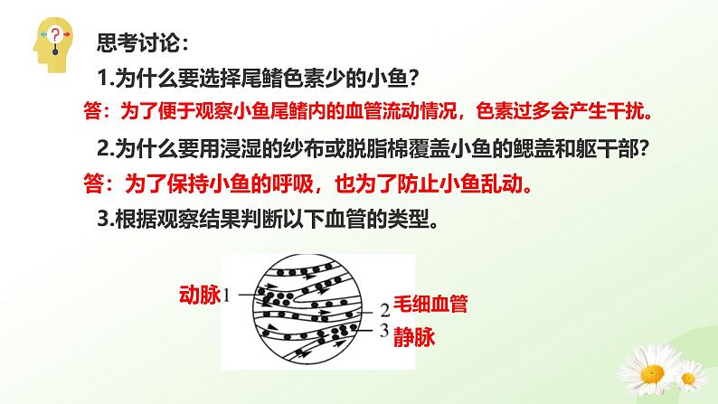 3.2.1  血液循环系统的组成（二、血管）课件-2024-2025学年七年级生物下册（冀少版2024）第6页