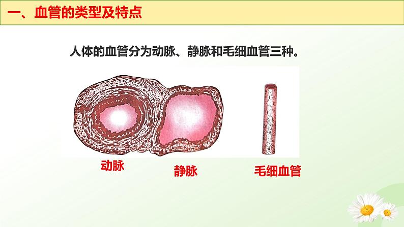 3.2.1  血液循环系统的组成（二、血管）课件-2024-2025学年七年级生物下册（冀少版2024）第7页