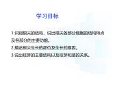 4.9.2  植物的生长发育  课件-2024-2025学年苏教版生物七年级下册