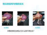 4.9.2  植物的生长发育  课件-2024-2025学年苏教版生物七年级下册