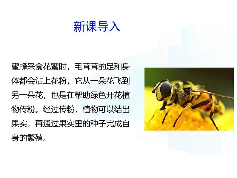 4.9.3  植物的繁殖（第一课时）课件-2024-2025学年苏教版生物七年级下册第2页