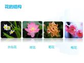 4.9.3  植物的繁殖（第一課時）課件-2024-2025學年蘇教版生物七年級下冊