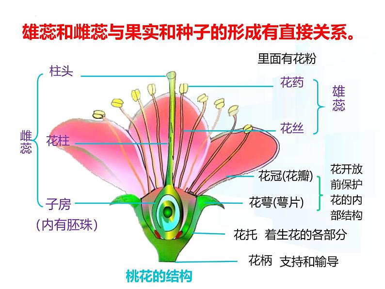 4.9.3  植物的繁殖（第一课时）课件-2024-2025学年苏教版生物七年级下册第6页