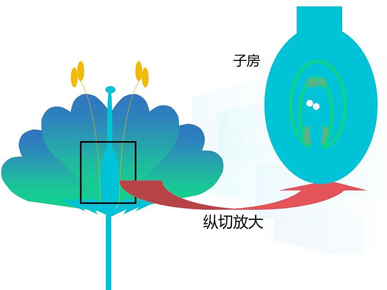 4.9.3  植物的繁殖（第一课时）课件-2024-2025学年苏教版生物七年级下册第7页