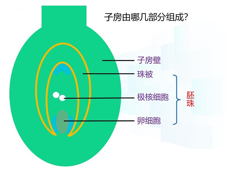 4.9.3  植物的繁殖（第一课时）课件-2024-2025学年苏教版生物七年级下册第8页