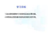 4.10.1   植物的營養(yǎng)器官（第二課時）課件-2024-2025學(xué)年蘇教版生物七年級下冊