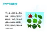 4.10.1   植物的營養(yǎng)器官（第二課時）課件-2024-2025學(xué)年蘇教版生物七年級下冊