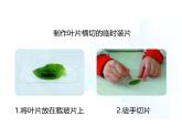 4.10.1   植物的營養(yǎng)器官（第二課時）課件-2024-2025學(xué)年蘇教版生物七年級下冊