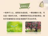 4.11.1   植物的光合作用  课件-2024-2025学年苏教版生物七年级下册