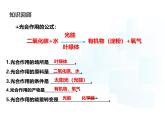 4.11.2  植物的呼吸作用  课件-2024-2025学年苏教版生物七年级下册