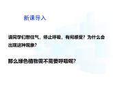 4.11.2  植物的呼吸作用  课件-2024-2025学年苏教版生物七年级下册