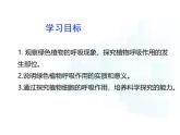 4.11.2  植物的呼吸作用  课件-2024-2025学年苏教版生物七年级下册
