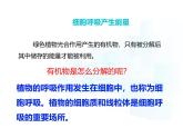4.11.2  植物的呼吸作用  课件-2024-2025学年苏教版生物七年级下册