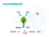 4.11.3   光合作用和呼吸作用原理的應(yīng)用  課件-2024-2025學(xué)年蘇教版生物七年級(jí)下冊(cè)