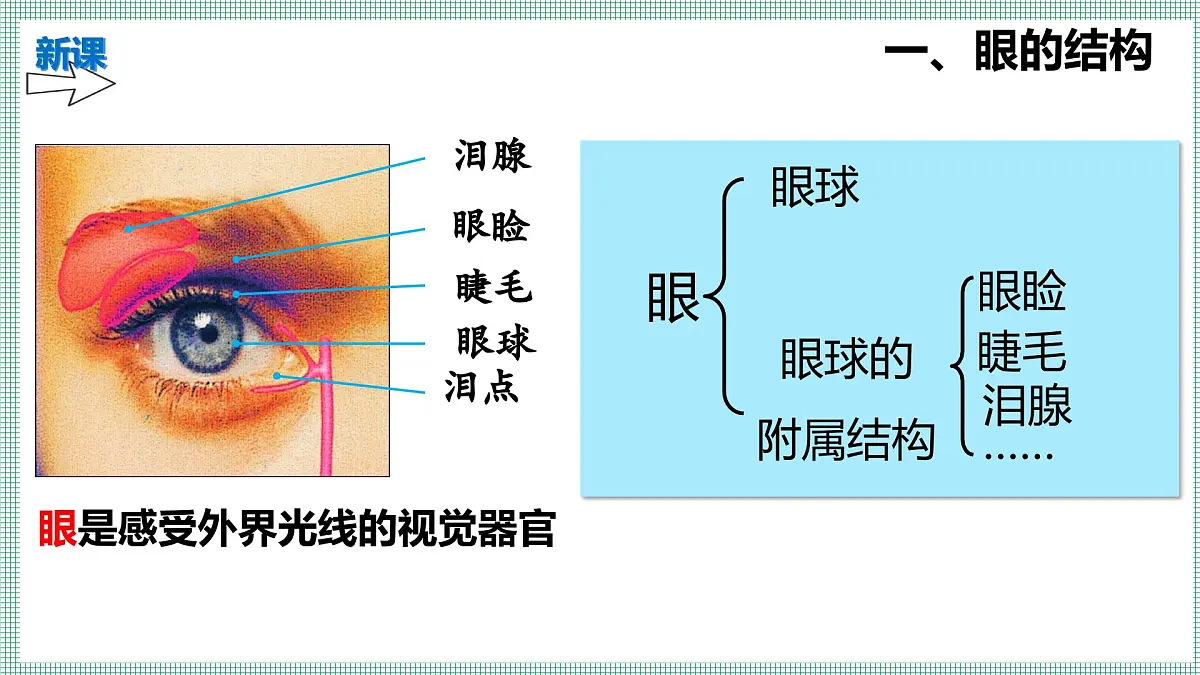 10.2.1感受器和感觉器官 PPT BSD第4页