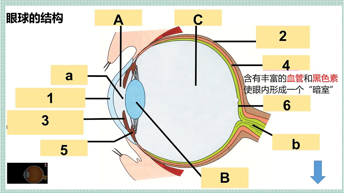 10.2.1感受器和感觉器官 PPT BSD第6页