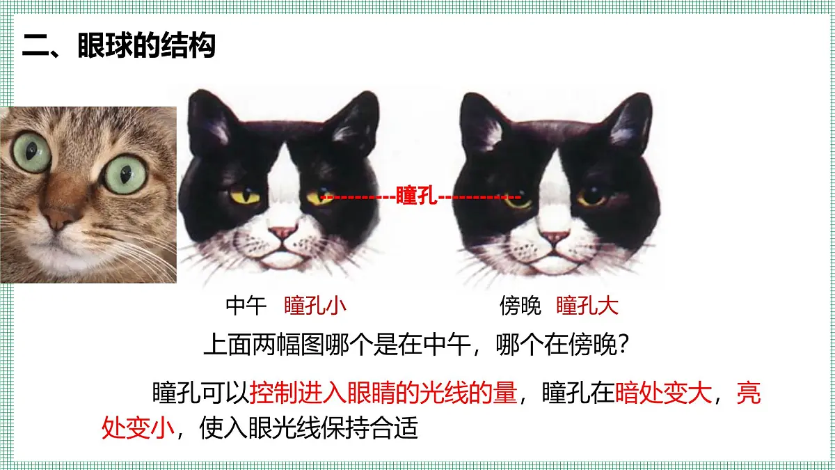 10.2.1感受器和感觉器官 PPT BSD第8页