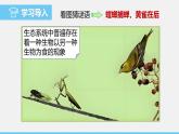 苏教版（2024）七下生物课件 3.7.2 食物链和食物网
