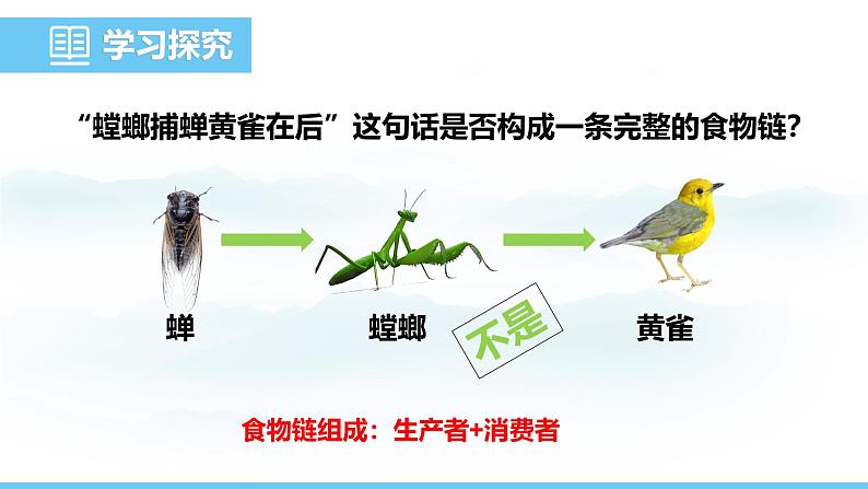 苏教版（2024）七下生物课件 3.7.2 食物链和食物网第6页