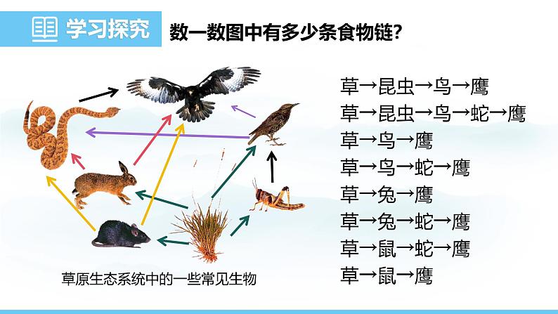 苏教版（2024）七下生物课件 3.7.2 食物链和食物网第8页