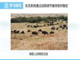 蘇教版（2024）七下生物課件 3.8.1 生態(tài)系統(tǒng)的自我調節(jié)