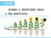 蘇教版（2024）七下生物課件 4.9.1 種子的萌發(fā)