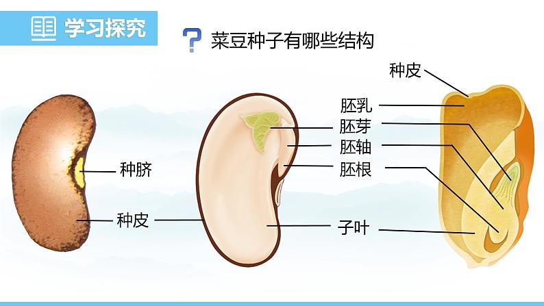 苏教版（2024）七下生物课件 4.9.1 种子的萌发第5页