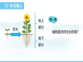 苏教版（2024）七下生物课件 4.9.2 植物的生长
