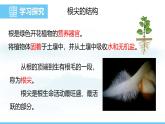 苏教版（2024）七下生物课件 4.9.2 植物的生长