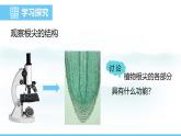 苏教版（2024）七下生物课件 4.9.2 植物的生长