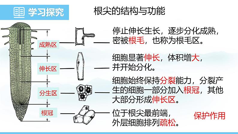 苏教版（2024）七下生物课件 4.9.2 植物的生长第6页