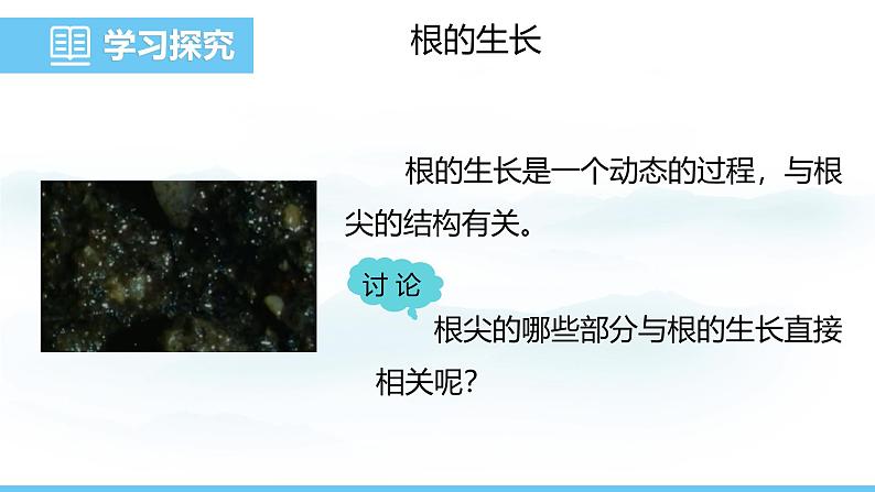 苏教版（2024）七下生物课件 4.9.2 植物的生长第7页