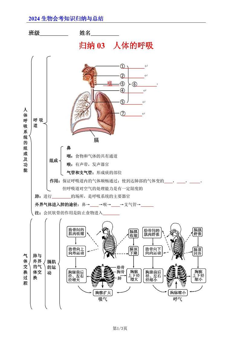 7年级下册人教版生物期末复习03  人体的呼吸（晚默版）学案第1页