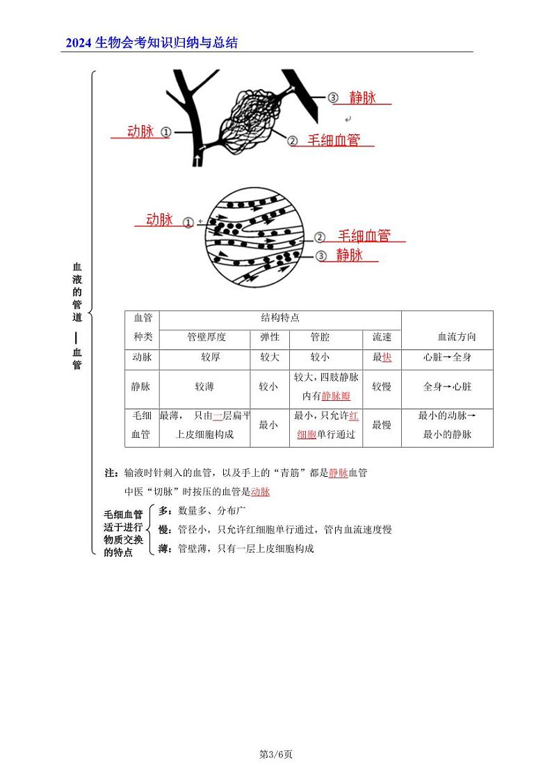 7年级下册人教版生物期末复习04   人体内物质的运输（晨读版）学案第3页