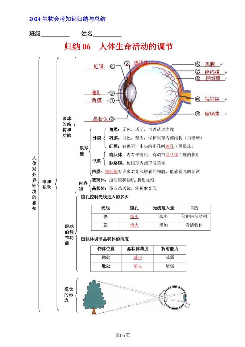 7年级下册人教版生物期末复习06   人体生命活动的调节（晨读版）学案第1页