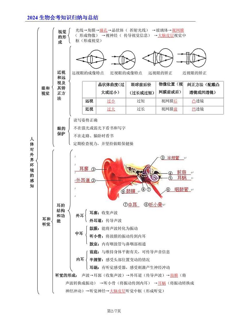 7年级下册人教版生物期末复习06   人体生命活动的调节（晨读版）学案第2页
