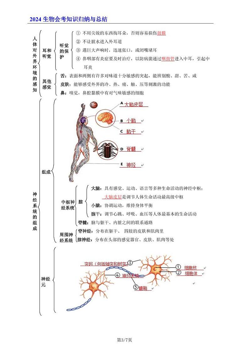 7年级下册人教版生物期末复习06   人体生命活动的调节（晨读版）学案第3页