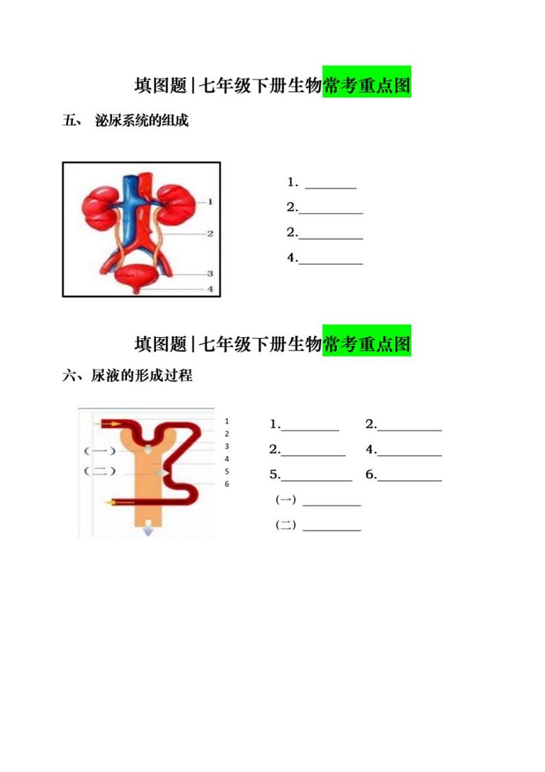 7年级下册人教版生物期末复习常考填图题（空白）学案第2页