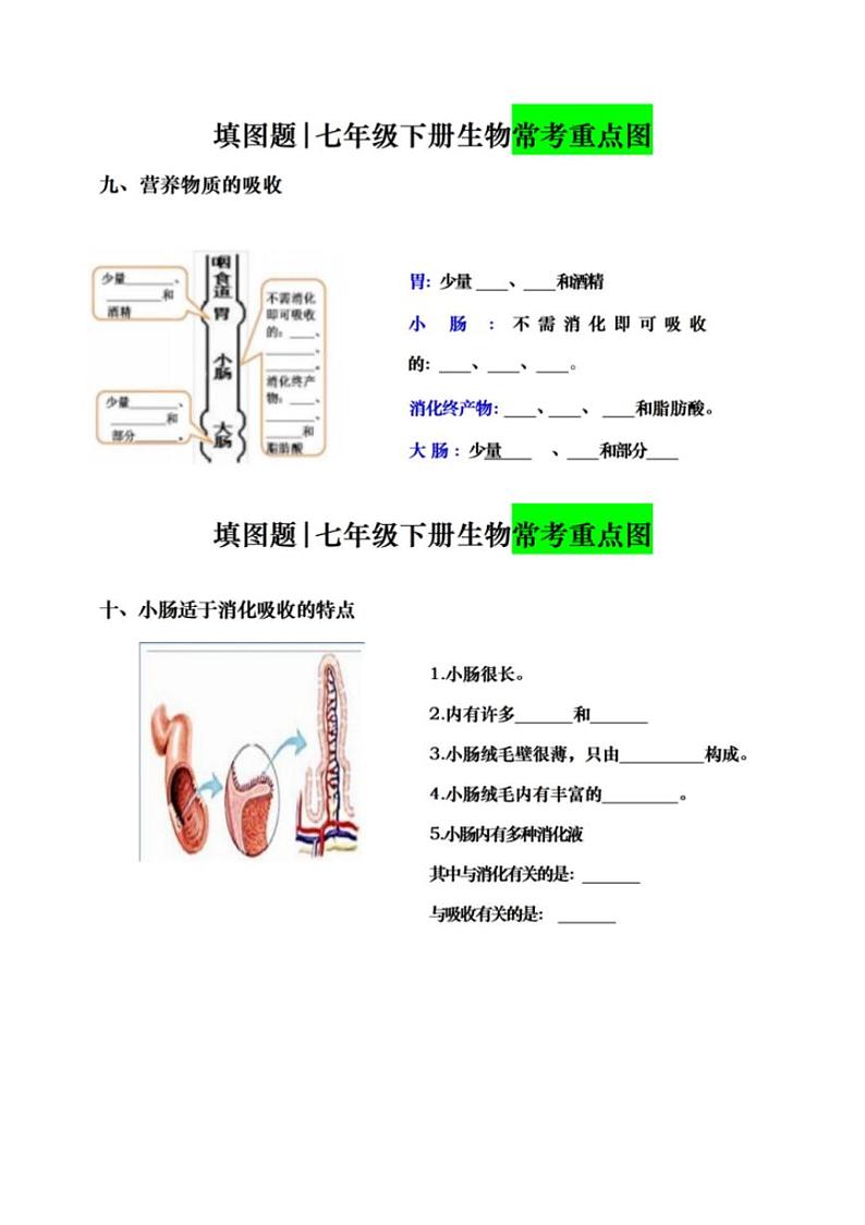 7年级下册人教版生物期末复习常考填图题（空白）学案第3页