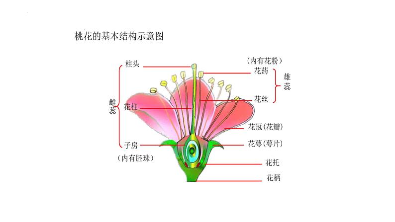 人教版生物八年级下册7.1.1《植物的生殖》教学课件第6页