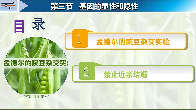 人教版生物八年级下册7.2.3《基因的显性和隐性》课件第3页