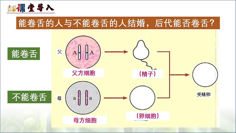 人教版生物八年级下册7.2.3《基因的显性和隐性》课件第4页