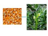 人教版生物七年級(jí)下冊(cè)3.1.2.《植株的生長(zhǎng)》教學(xué)課件