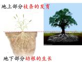 人教版生物七年級(jí)下冊(cè)3.1.2.《植株的生長(zhǎng)》教學(xué)課件