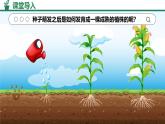 人教版生物七年级下册3.1.2《植株的生长》教学课件