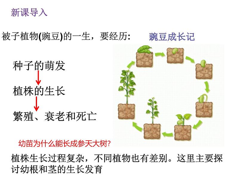 人教版生物七年级下册3.1.2《植株的生长》课件第4页