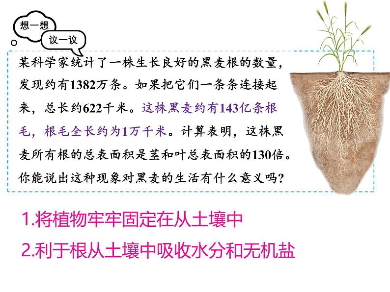 人教版生物七年级下册3.1.2《植株的生长》课件第5页